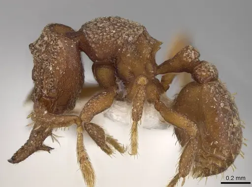 Protalaridris bordoni specimen CASENT0248771 image casent0248771_3