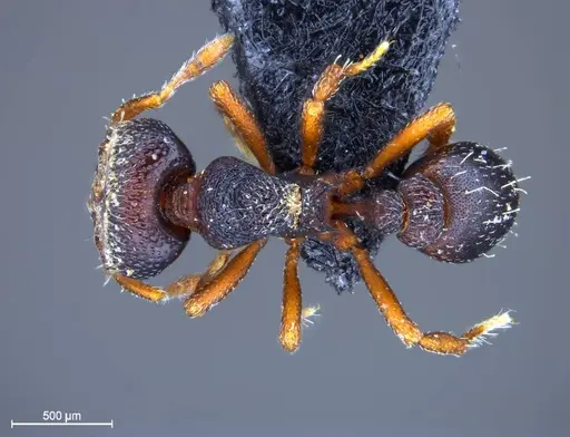 Protalaridris leponcei specimen RBINS33008 image rbins33008_1