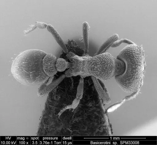 Protalaridris leponcei specimen RBINS33008 image rbins33008_2