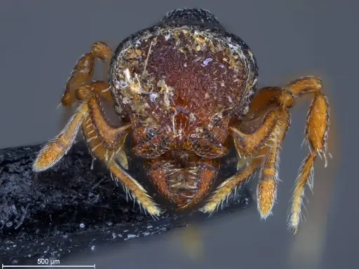 Protalaridris leponcei specimen RBINS33008 image rbins33008_3