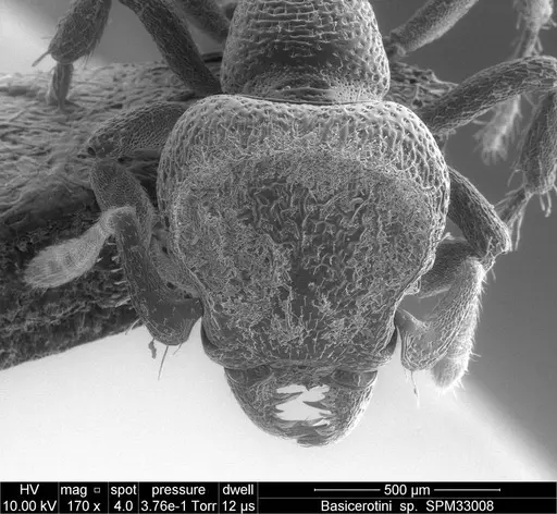 Protalaridris leponcei specimen RBINS33008 image rbins33008_4