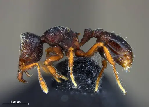 Protalaridris leponcei specimen RBINS33008 image rbins33008_5