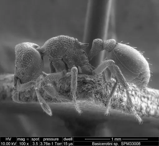 Protalaridris leponcei specimen RBINS33008 image rbins33008_6