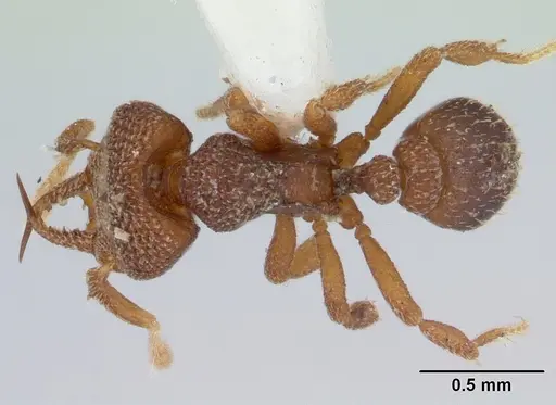 Protalaridris punctata specimen CASENT0178630 image casent0178630_1
