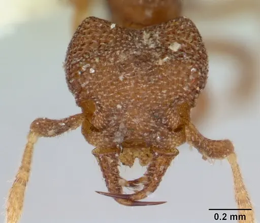 Protalaridris punctata specimen CASENT0178630 image casent0178630_2