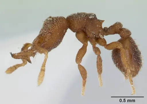 Protalaridris punctata specimen CASENT0178630 image casent0178630_3