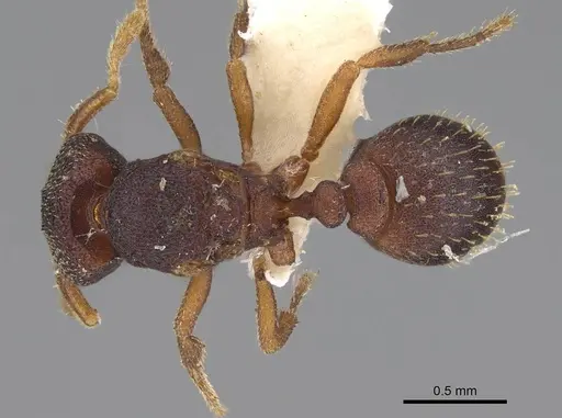 Protalaridris punctata specimen CASENT0248769 image casent0248769_1