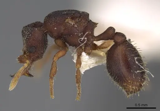 Protalaridris punctata specimen CASENT0248769 image casent0248769_3