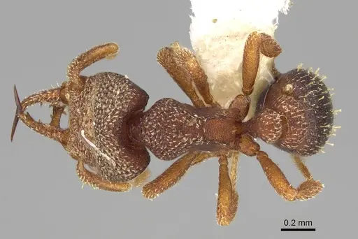 Protalaridris punctata specimen CASENT0922946 image casent0922946_1