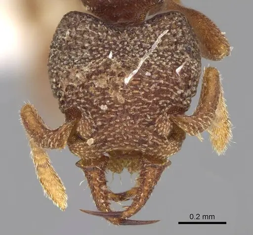 Protalaridris punctata specimen CASENT0922946 image casent0922946_2