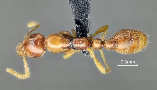 Protanilla beijingensis specimen ANTWEB1060533 image antweb1060533_1