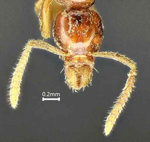 Protanilla beijingensis specimen ANTWEB1060533 image antweb1060533_2