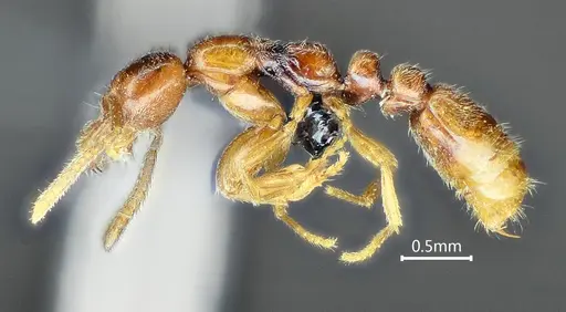 Protanilla beijingensis specimen ANTWEB1060533 image antweb1060533_3
