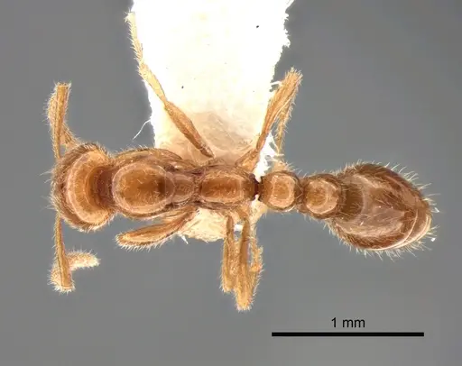 Protanilla beijingensis specimen CASENT0842639 image casent0842639_1