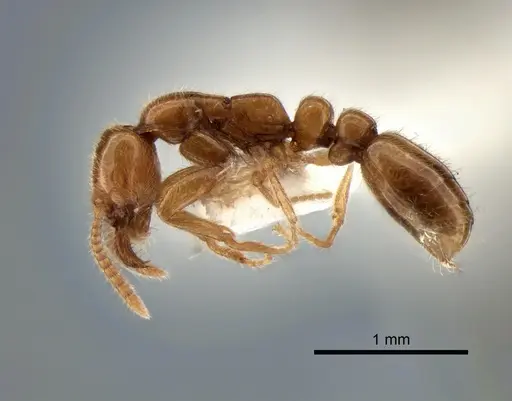 Protanilla beijingensis specimen CASENT0842639 image casent0842639_3