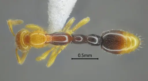 Protanilla bicolor specimen ANTWEB1060534 image antweb1060534_1