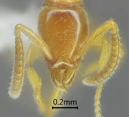 Protanilla bicolor specimen ANTWEB1060534 image antweb1060534_2