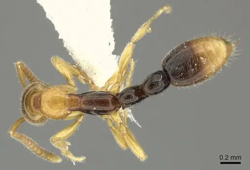 Protanilla bicolor specimen CASENT0235341 image casent0235341_1