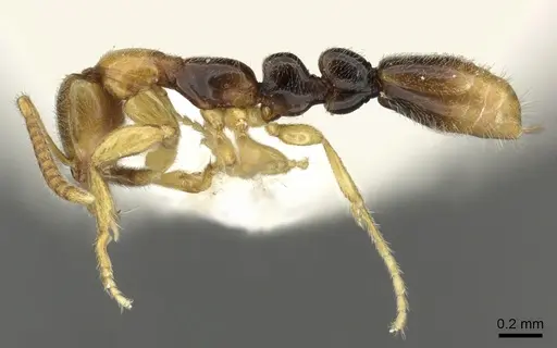 Protanilla bicolor specimen CASENT0235341 image casent0235341_3