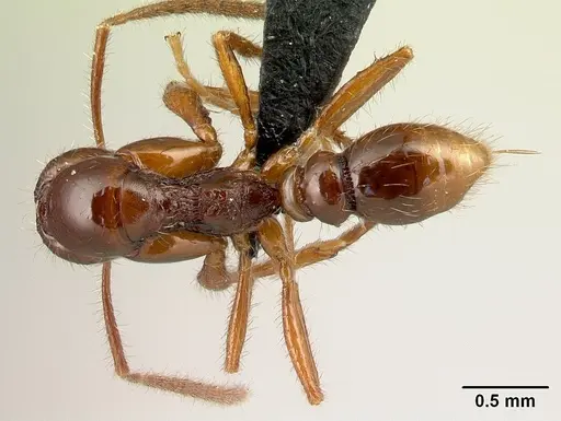 Protanilla boltoni specimen CASENT0217032 image casent0217032_1