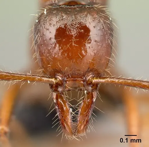 Protanilla boltoni specimen CASENT0217032 image casent0217032_2