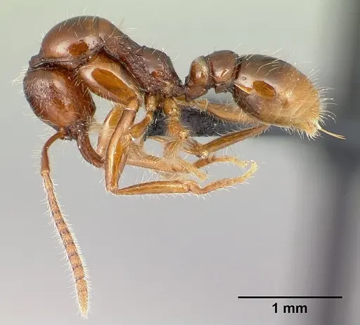 Protanilla boltoni specimen CASENT0217032 image casent0217032_3