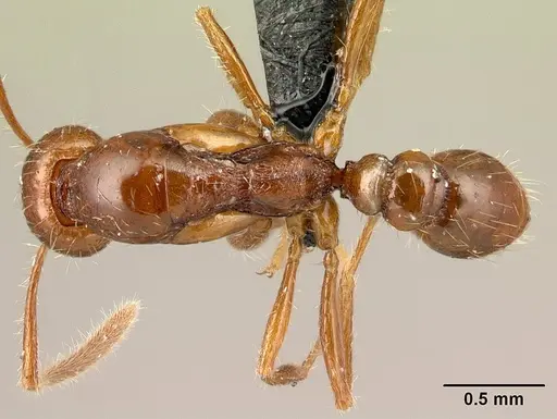 Protanilla boltoni specimen CASENT0217035 image casent0217035_1