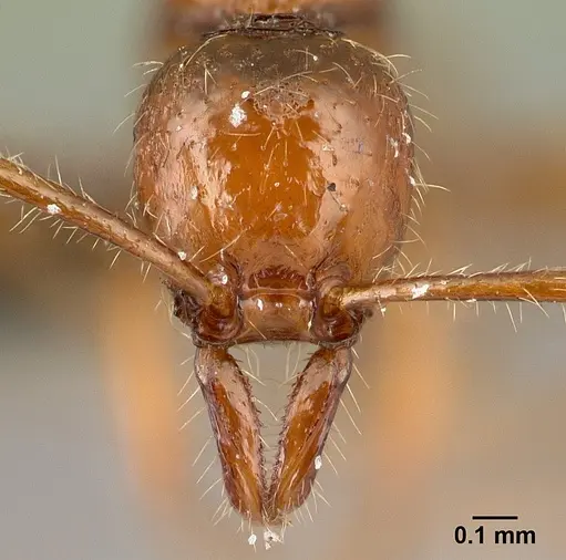 Protanilla boltoni specimen CASENT0217035 image casent0217035_2