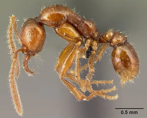 Protanilla boltoni specimen CASENT0217035 image casent0217035_3