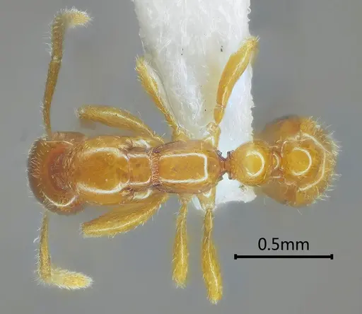 Protanilla concolor specimen ANTWEB1060535 image antweb1060535_1
