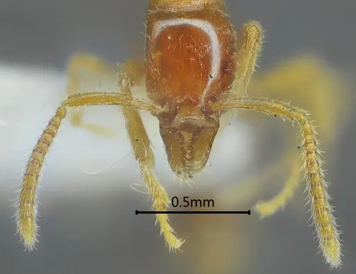 Protanilla concolor specimen ANTWEB1060535 image antweb1060535_2