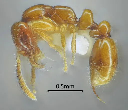 Protanilla concolor specimen ANTWEB1060535 image antweb1060535_3