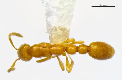 Protanilla flamma specimen CESM-198516 image cesm-198516_1
