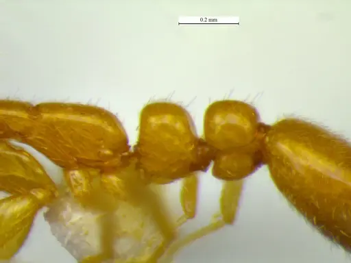 Protanilla flamma specimen CESM-198516 image cesm-198516_4