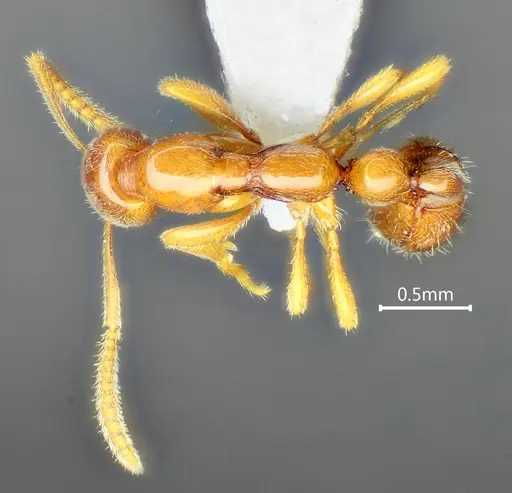 Protanilla furcomandibula specimen ANTWEB1060536 image antweb1060536_1