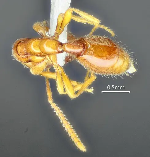 Protanilla furcomandibula specimen ANTWEB1060536 image antweb1060536_2
