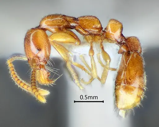 Protanilla furcomandibula specimen ANTWEB1060536 image antweb1060536_5