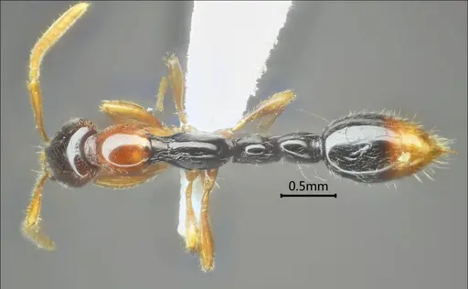 Protanilla gengma specimen ANTWEB1060537 image antweb1060537_1