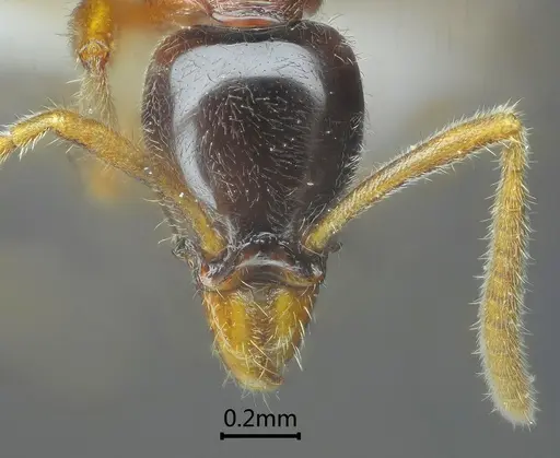 Protanilla gengma specimen ANTWEB1060537 image antweb1060537_2