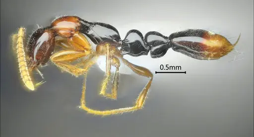 Protanilla gengma specimen ANTWEB1060537 image antweb1060537_3
