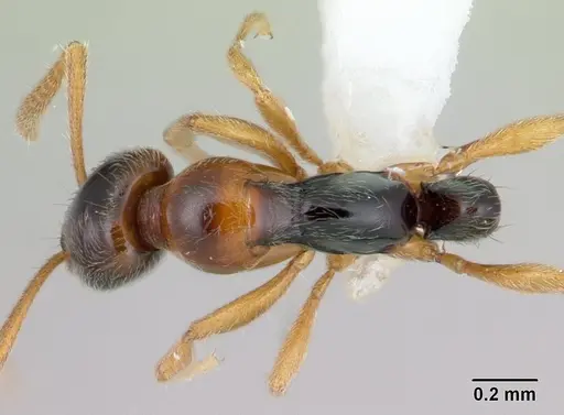 Protanilla gengma specimen CASENT0178845 image casent0178845_1