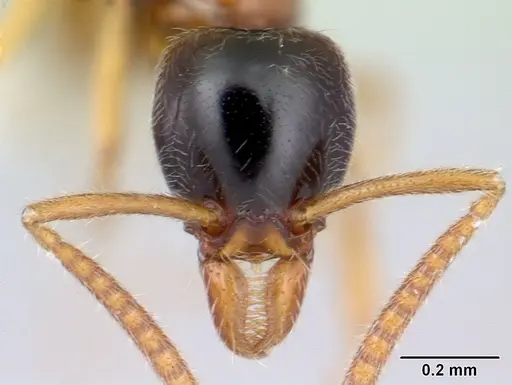 Protanilla gengma specimen CASENT0178845 image casent0178845_2