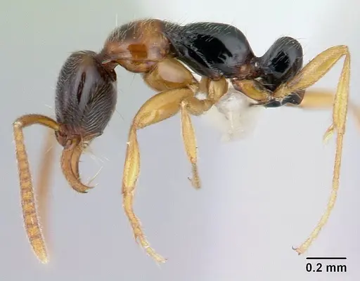 Protanilla gengma specimen CASENT0178845 image casent0178845_3
