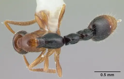 Protanilla gengma specimen CASENT0179564 image casent0179564_1