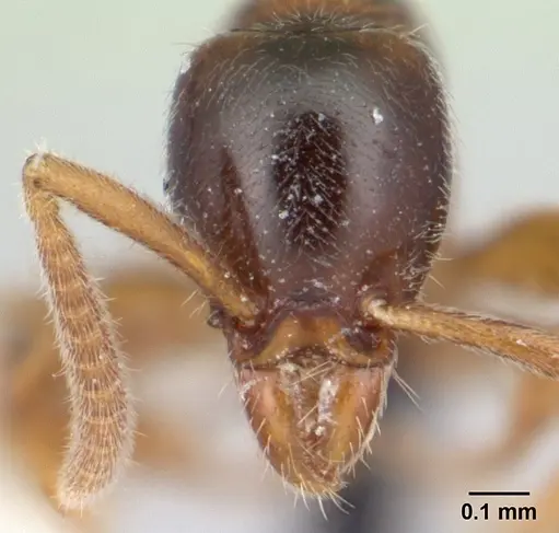 Protanilla gengma specimen CASENT0179564 image casent0179564_2