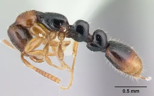 Protanilla gengma specimen CASENT0179564 image casent0179564_3