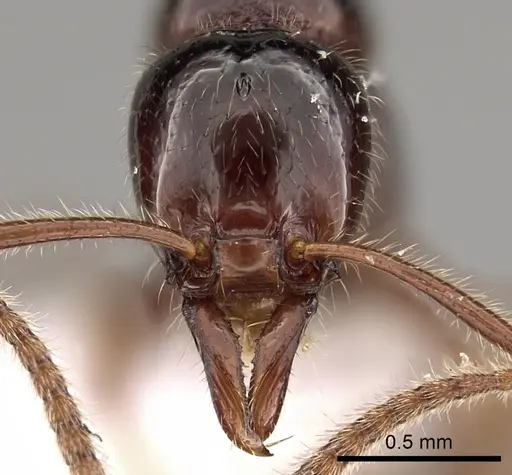 Protanilla helenae specimen CASENT0220221 image casent0220221_2