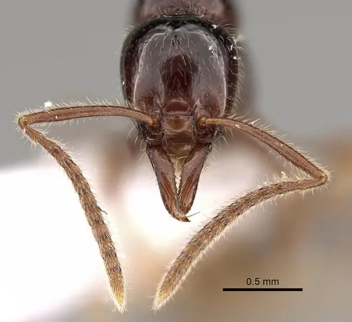 Protanilla helenae specimen CASENT0220221 image casent0220221_3