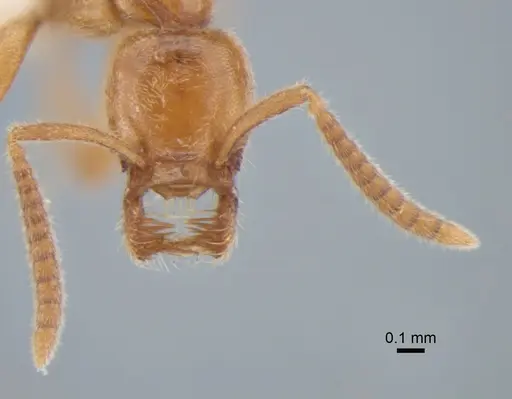 Protanilla izanagi specimen CASENT0842850 image casent0842850_2