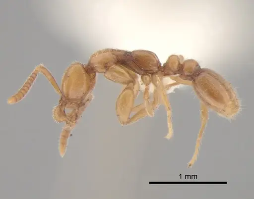 Protanilla izanagi specimen CASENT0842850 image casent0842850_3
